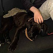 Owen participe au concours pour gagner de l'argent avec cette photo : animal, black_dog, black_top, collar, companion, couch, cozy, dog, fur, furry, gray_pants, hand, indoor, paw, person, pet, relaxing, resting, seat, sleeping