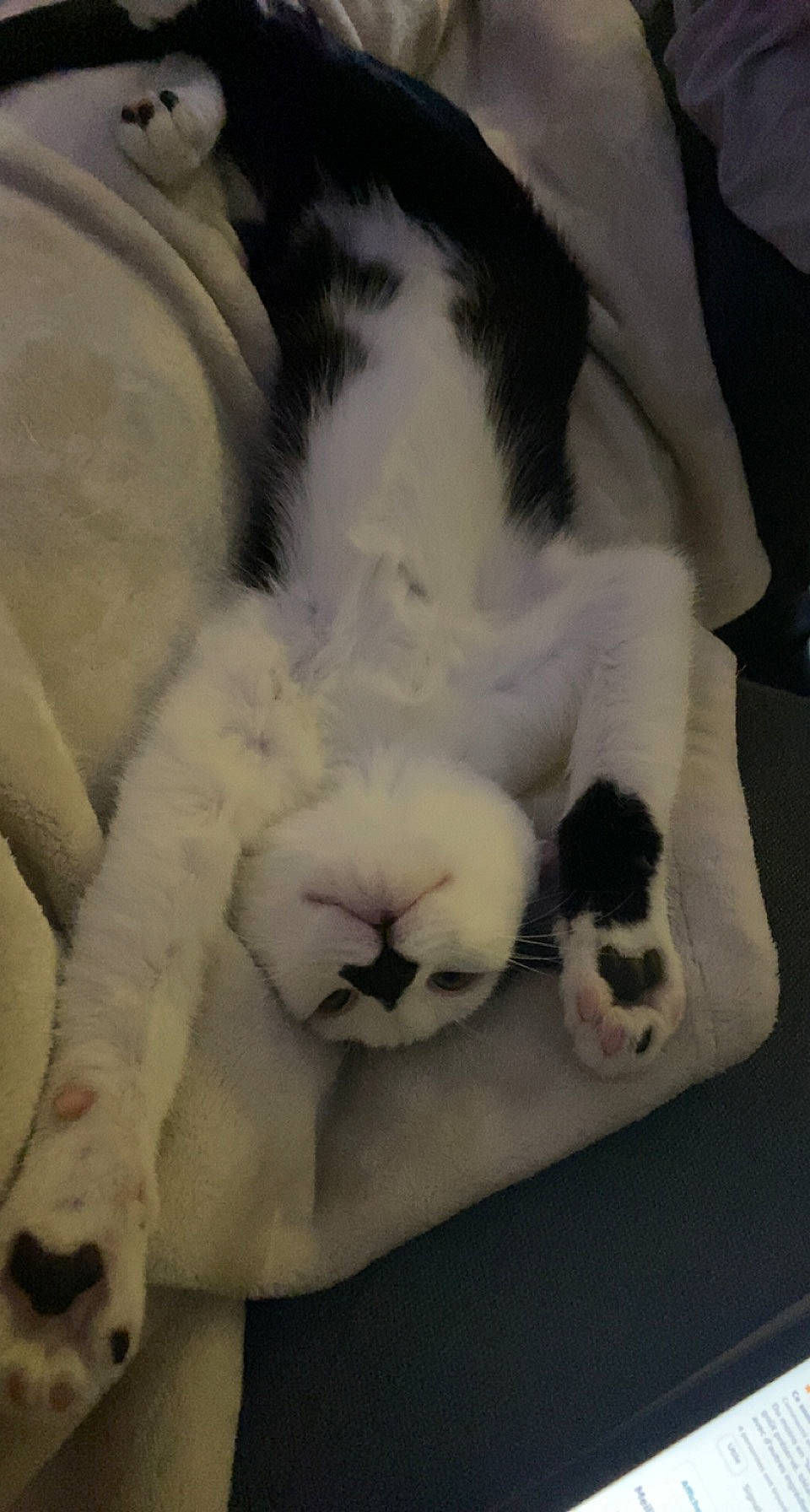 Charlot participe au concours pour gagner de l'argent avec cette photo : carnivore, cat, claw, comfort, companion_dog, domestic_short_haired_cat, felidae, fur, linens, nap, paw, sky, sleep, small_to_medium_sized_cats, snout, tail, terrestrial_animal, whiskers