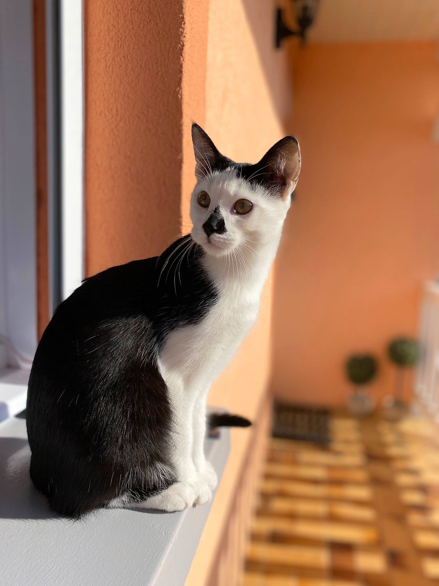 Charlot participe au concours pour gagner de l'argent avec cette photo : carnivore, cat, comfort, domestic_short_haired_cat, electronic_musical_instrument, felidae, fur, grey, office_equipment, paw, pet_supply, sitting, small_to_medium_sized_cats, tail, whiskers, wood