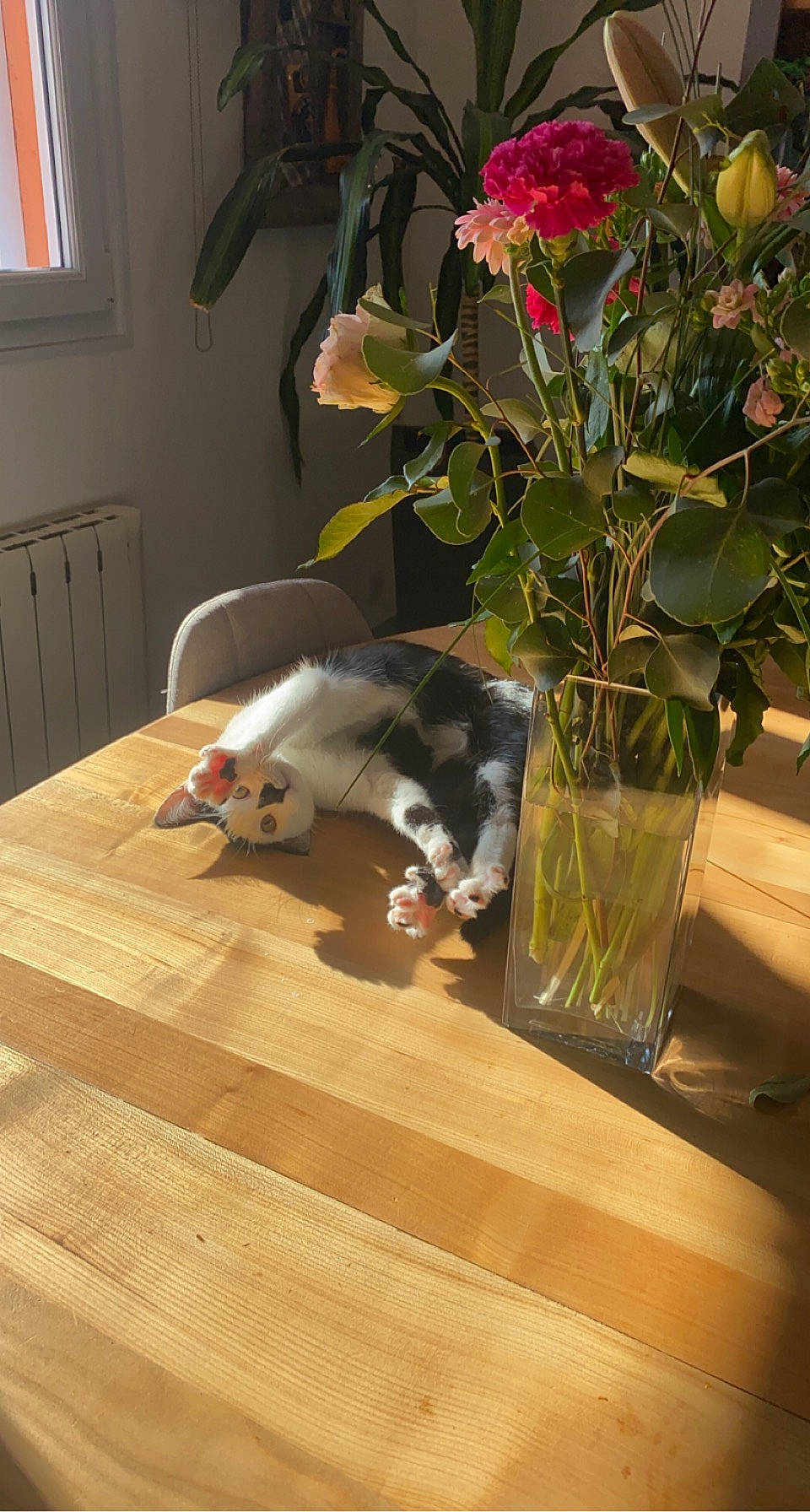 Charlot participe au concours pour gagner de l'argent avec cette photo : artificial_flower, carnivore, cat, chair, felidae, floor, flooring, flower, flower_arranging, flowerpot, hardwood, herbaceous_plant, houseplant, laminate_flooring, petal, plant, vase, whiskers, window, wood