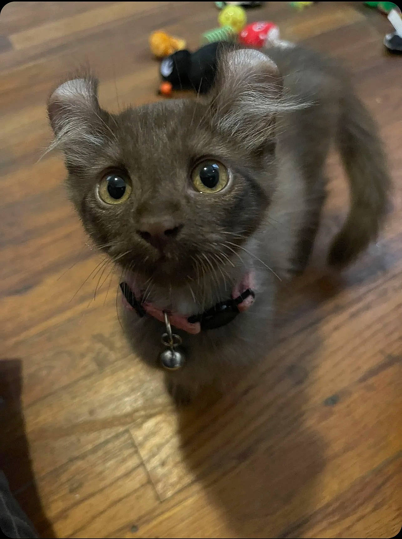 Eevee joined the competition — help win amazing prizes! black_cat, carnivore, cat, claw, domestic_short_haired_cat, eye, fawn, felidae, flooring, fur, grey, hardwood, paw, small_to_medium_sized_cats, snout, tail, terrestrial_animal, whiskers, wood, wood_stain