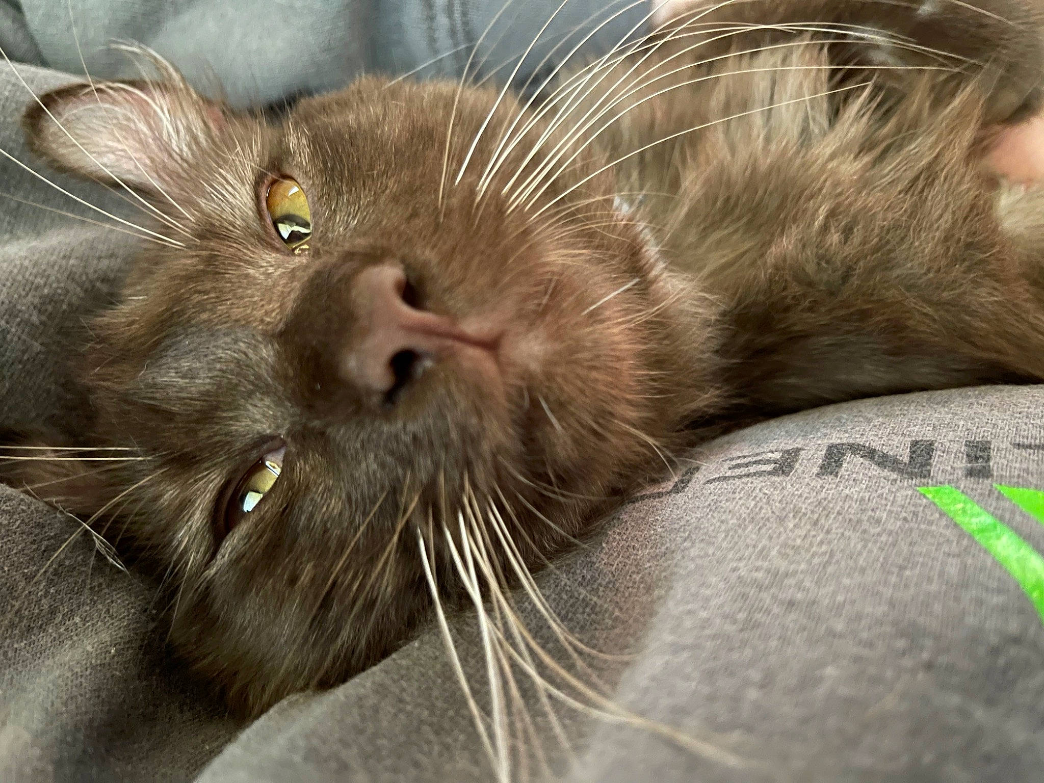 Eevee is registered to the contest to win money with this photo: carnivore, cat, close_up, comfort, domestic_short_haired_cat, ear, felidae, fur, liver, paw, small_to_medium_sized_cats, snout, terrestrial_animal, whiskers, wildlife, wrinkle