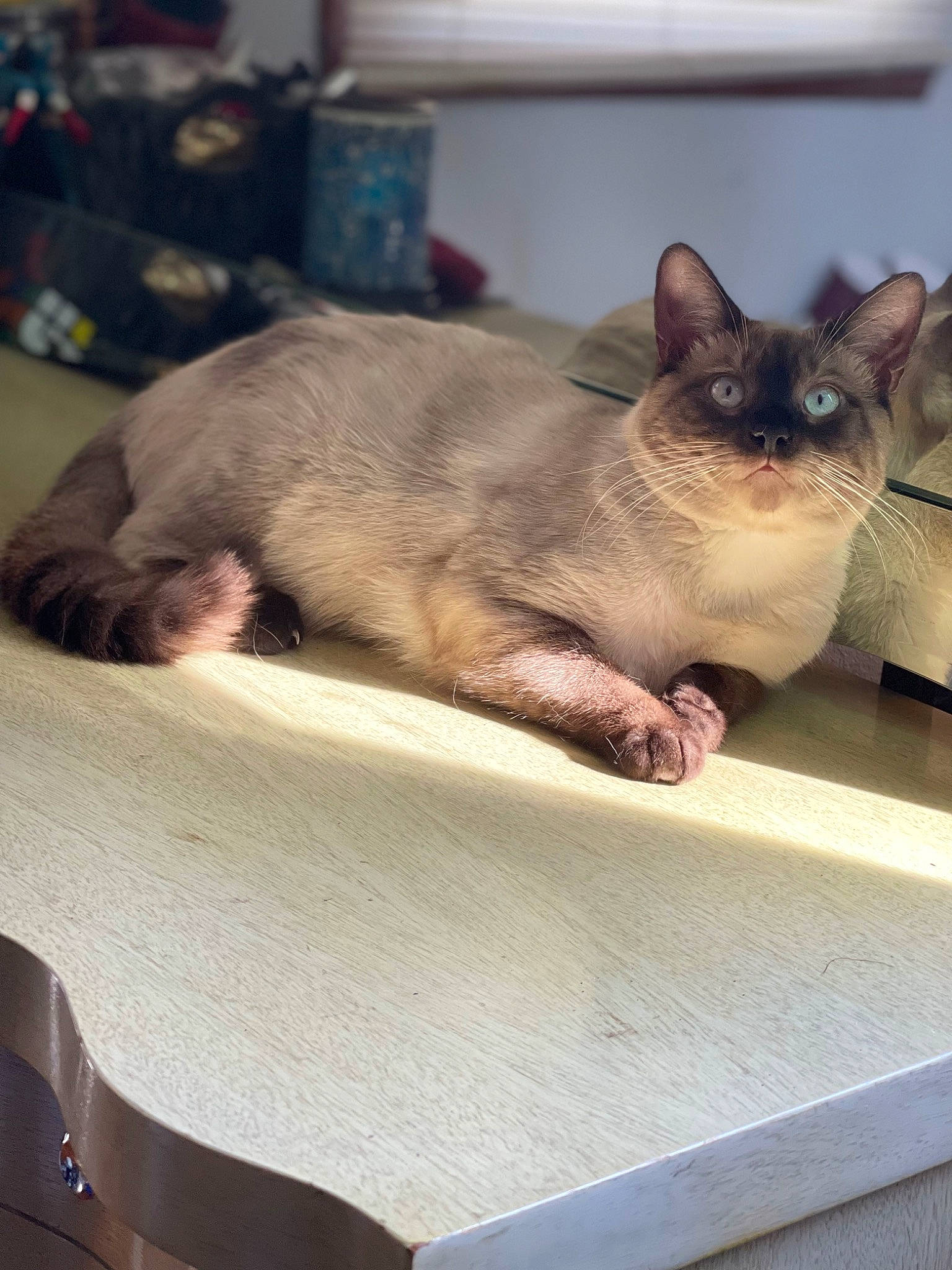 Arlo is registered to the contest to win money with this photo: carnivore, cat, comfort, domestic_short_haired_cat, fawn, felidae, fur, siamese, small_to_medium_sized_cats, snout, tail, thai, whiskers, wildlife, wood