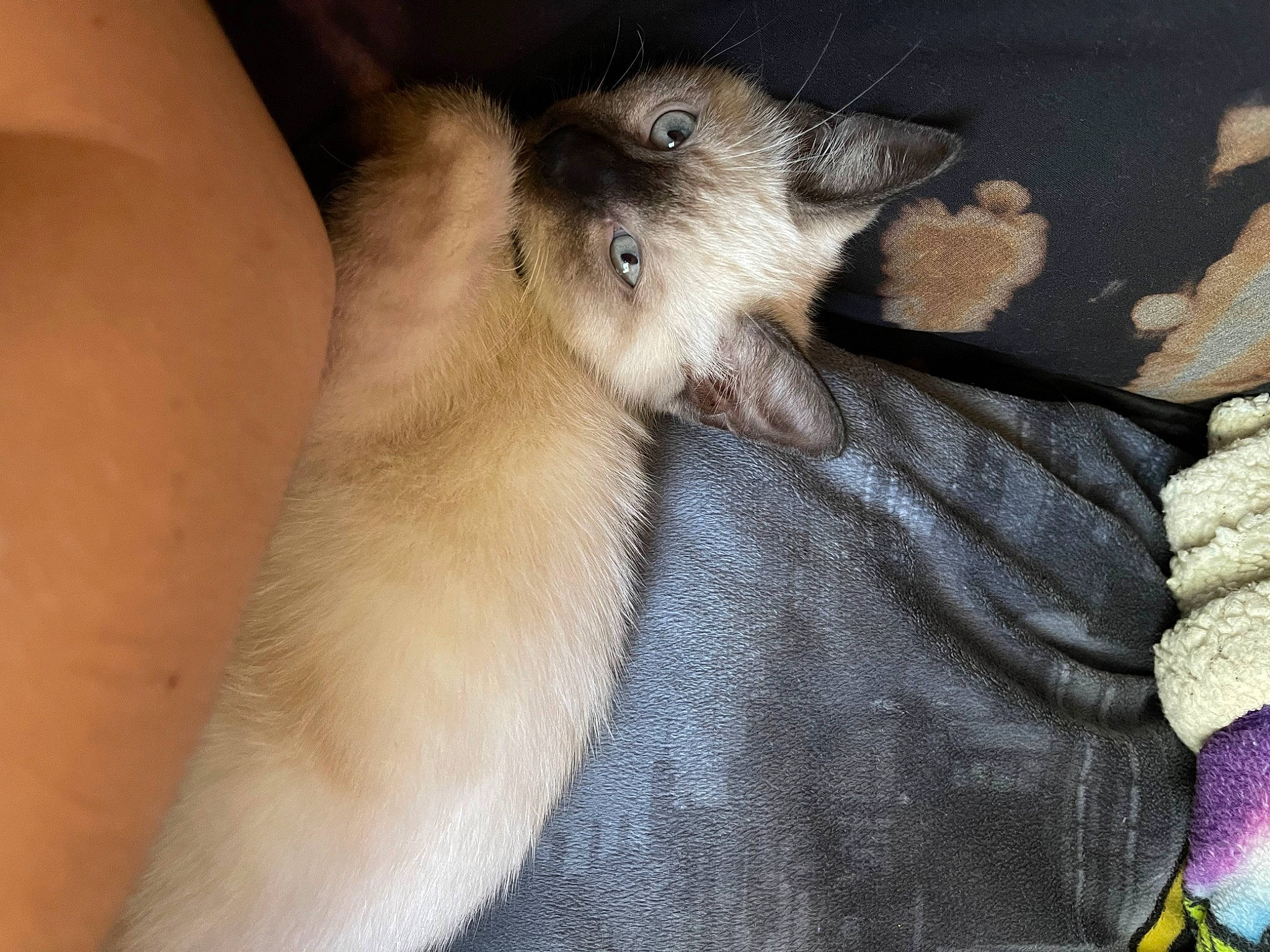 Arlo is registered to the contest to win money with this photo: balinese, canidae, carnivore, cat, comfort, companion_dog, dog_breed, domestic_short_haired_cat, fawn, felidae, foot, fur, human_leg, paw, small_to_medium_sized_cats, snout, tail, thai, tonkinese, whiskers