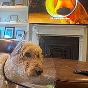 Griffin joined the competition — help win amazing prizes! dog, cone, living_room, television, animated_dog, furniture, ottoman, shelf, picture_frame, fireplace, curly_hair, pet, indoor, brown, leather, remote_control, book, plant, decor, home
