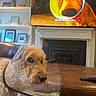 dog, cone, living_room, television, animated_dog, furniture, ottoman, shelf, picture_frame, fireplace, curly_hair, pet, indoor, brown, leather, remote_control, book, plant, decor, home