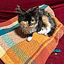 kitten, calico, cat, pet, feline, animal, blanket, woven, colorful, couch, sofa, indoor, fur, paw, cute, small, young, relaxed, texture, cozy
