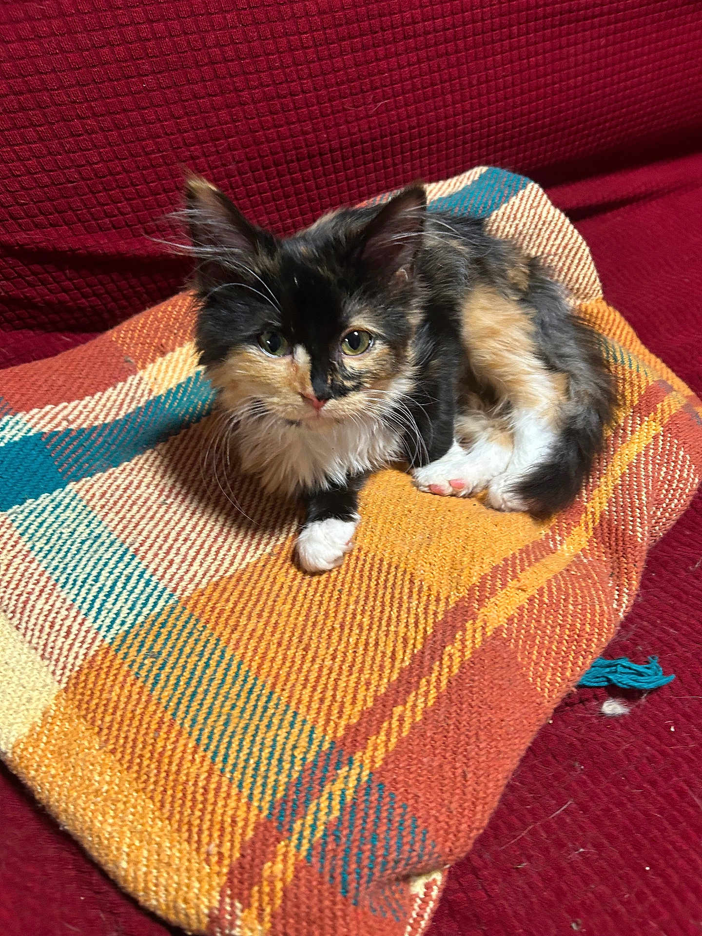 Kimchi joined the competition — help win amazing prizes! kitten, calico, cat, pet, feline, animal, blanket, woven, colorful, couch, sofa, indoor, fur, paw, cute, small, young, relaxed, texture, cozy