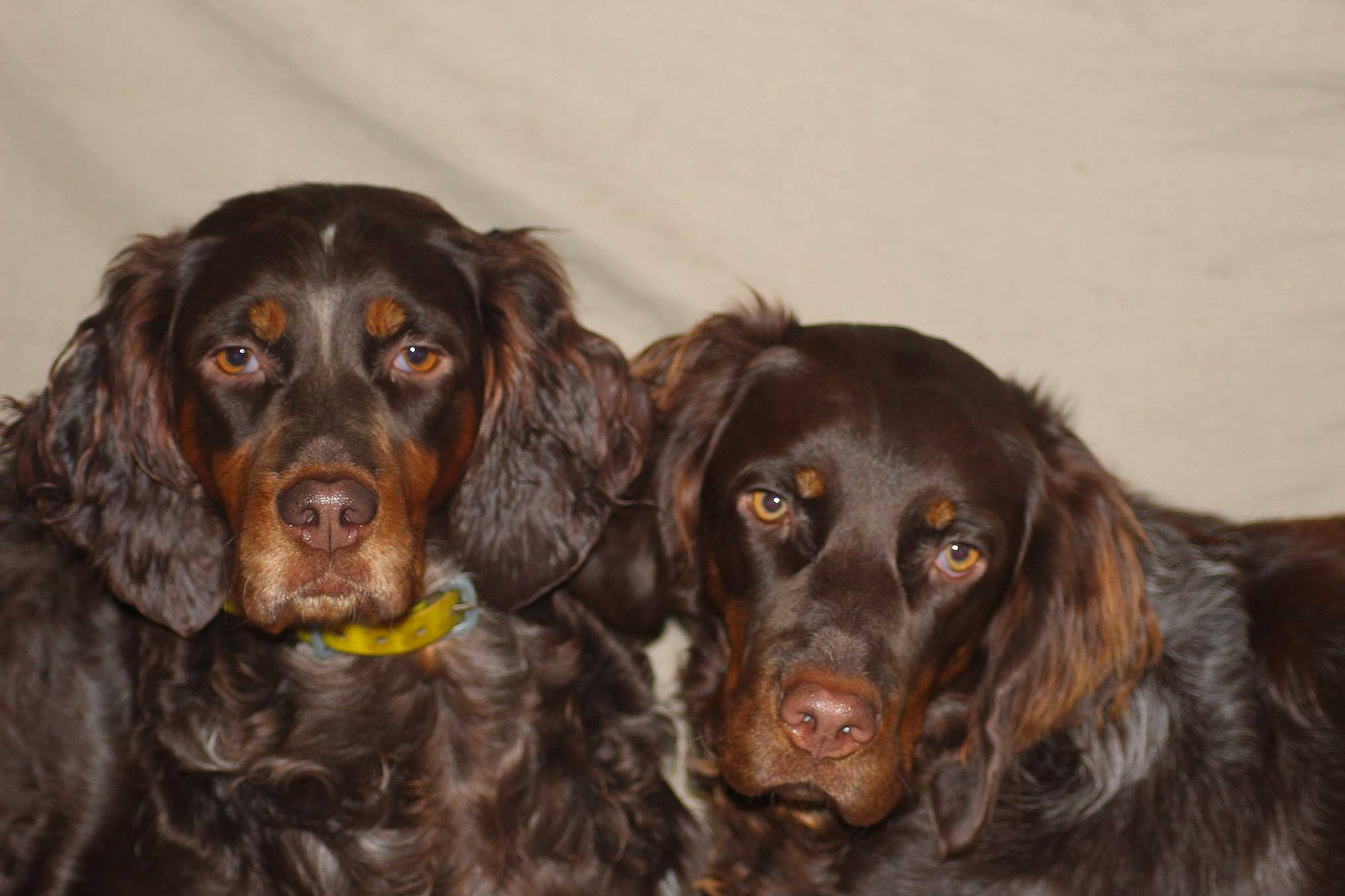 Opale Et Laly Du Domaine D'Iron