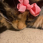 Tiger Lily joined the competition — help win amazing prizes! cat, sleeping, pink_bow, close_up, fur, pet, domestic_animal, whiskers, resting, cute, animal, indoor, texture, soft, face, calm, adorable, mammal, headwear, household