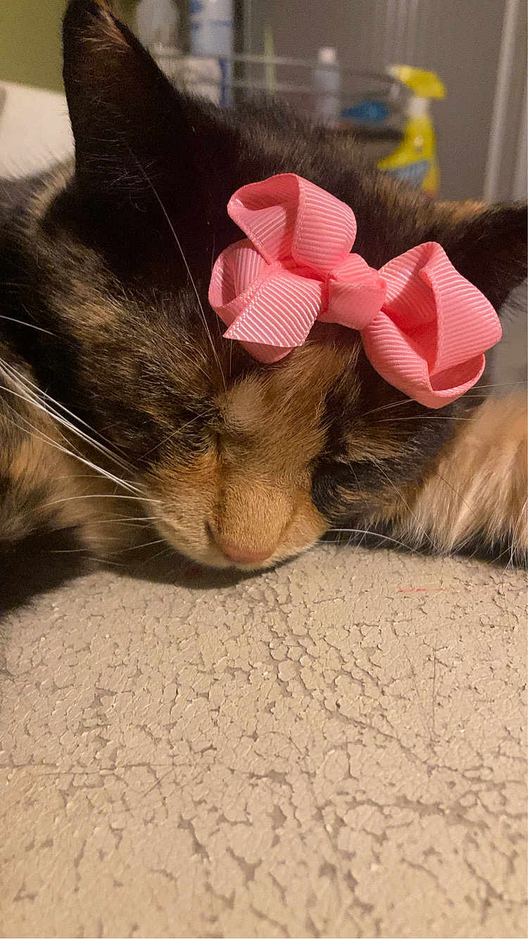 Tiger Lily