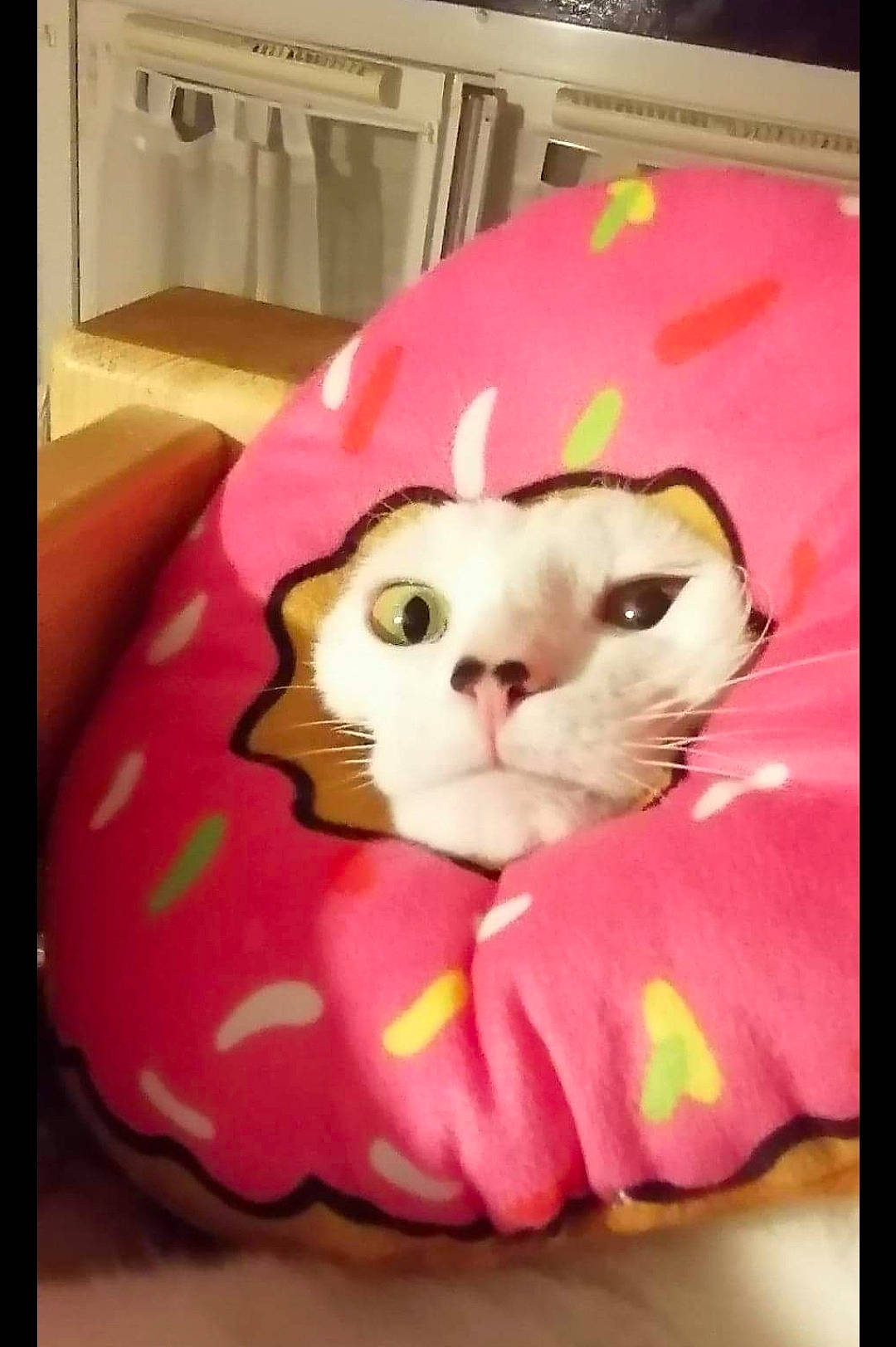 Félix participe au concours pour gagner de l'argent avec cette photo : bag, carnivore, cat, cat_bed, cat_supply, comfort, fawn, felidae, fur, linens, magenta, petal, pink, plant, rectangle, sleeve, small_to_medium_sized_cats, snout, textile, whiskers