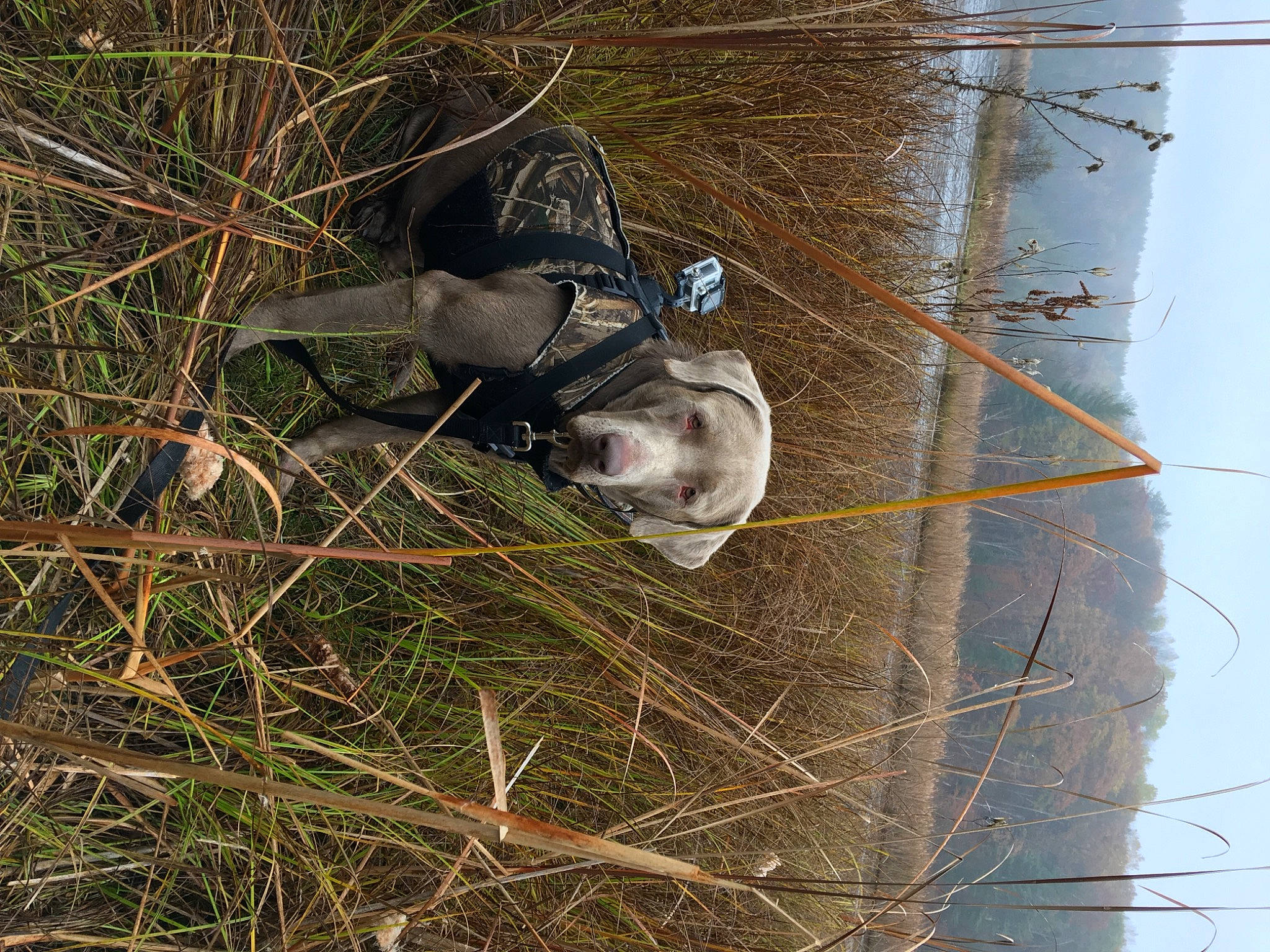 River joined the competition — help win amazing prizes! canidae, carnivore, fur, grass, hat, plant, sky, snout, soil, sporting_group, tail, terrestrial_animal, tree, trunk, twig, wildlife, wood