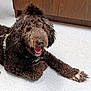 dog, curly_fur, pet, indoor, floor, brown, happy, smiling, canine, animal, paw, harness, leash, tongue, mouth_open, fur, companion, relaxed, friendly, cute