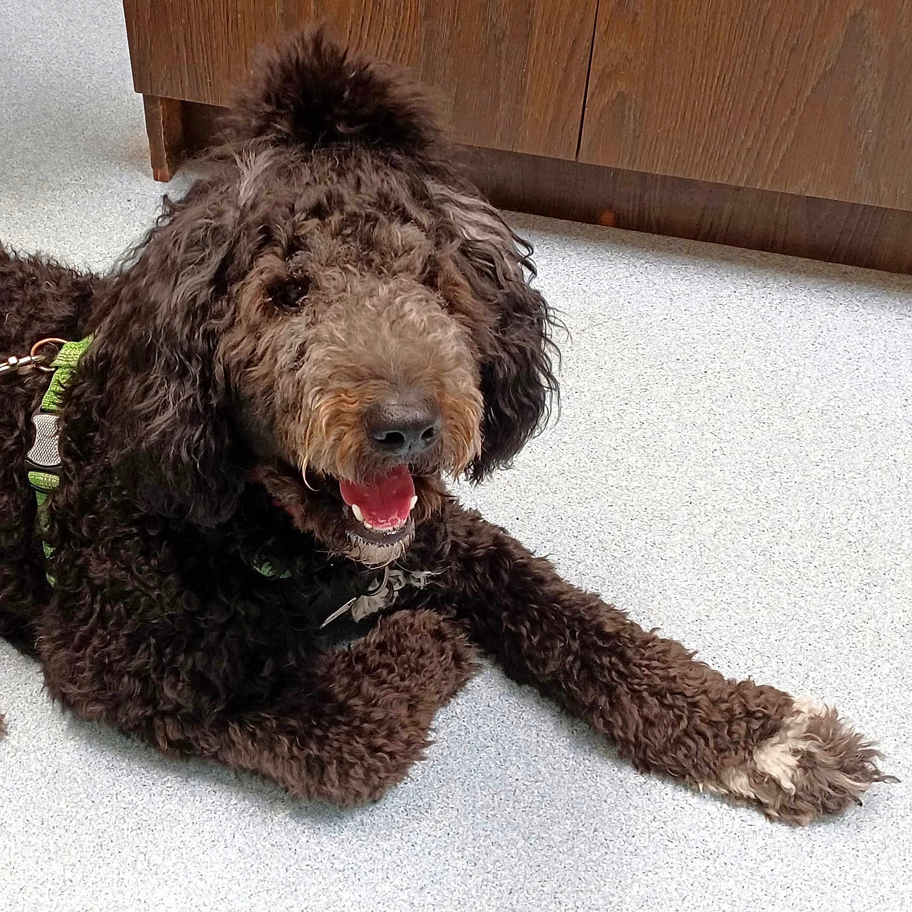 Herbie Love Bug joined the competition — help win amazing prizes! dog, curly_fur, pet, indoor, floor, brown, happy, smiling, canine, animal, paw, harness, leash, tongue, mouth_open, fur, companion, relaxed, friendly, cute