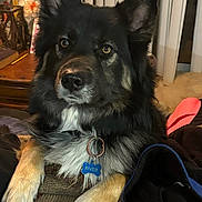 River joined the competition — help win amazing prizes! animal, canine, closeup, collar, companion, couch, cozy, dog, ears, eyes, fur, furniture, home, indoor, named, paws, pet, portrait, relaxing, tag