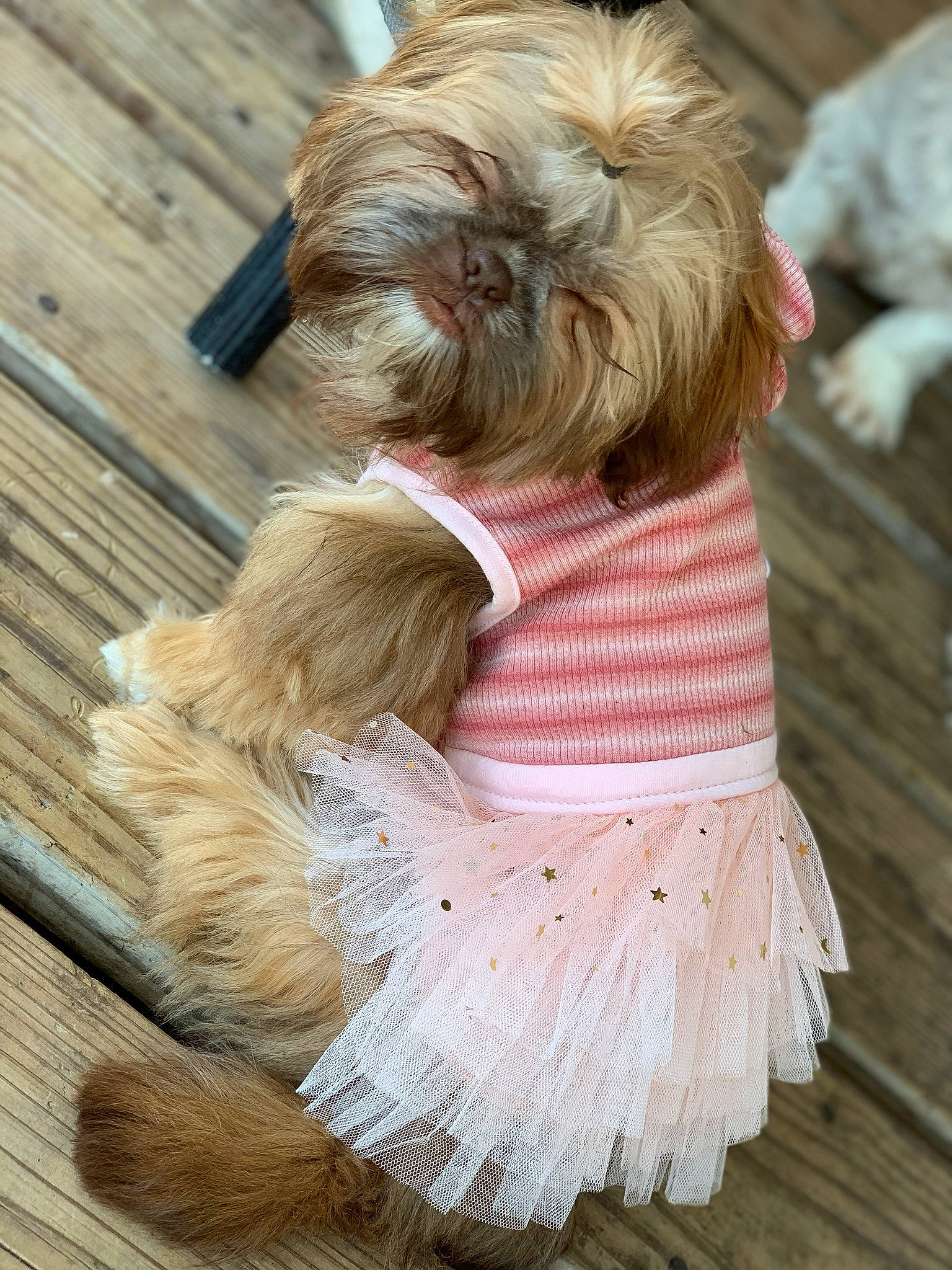 Marley joined the competition — help win amazing prizes! beige, canidae, carnivore, collar, companion_dog, dog, dog_breed, dog_clothes, dog_collar, dog_supply, fawn, fur, hardwood, liver, pet_supply, sporting_group, toy_dog, wood, wood_stain, working_animal