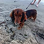 Oscar participe au concours pour gagner de l'argent avec cette photo : animal, barefoot, beach, curious, dachshund, daytime, dog, harness, leash, legs, nature, outdoor, paws, person, pet, playful, sand, seaweed, snout, water