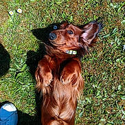 Oscar a rejoint le concours — aidez-le/la à gagner de superbes lots ! animal, brown_fur, canine, collar, dachshund, dog, ears, footwear, grass, green, nature, outdoor, paws, pet, playful, relaxed, shadow, summer, sunlight, white_shoes
