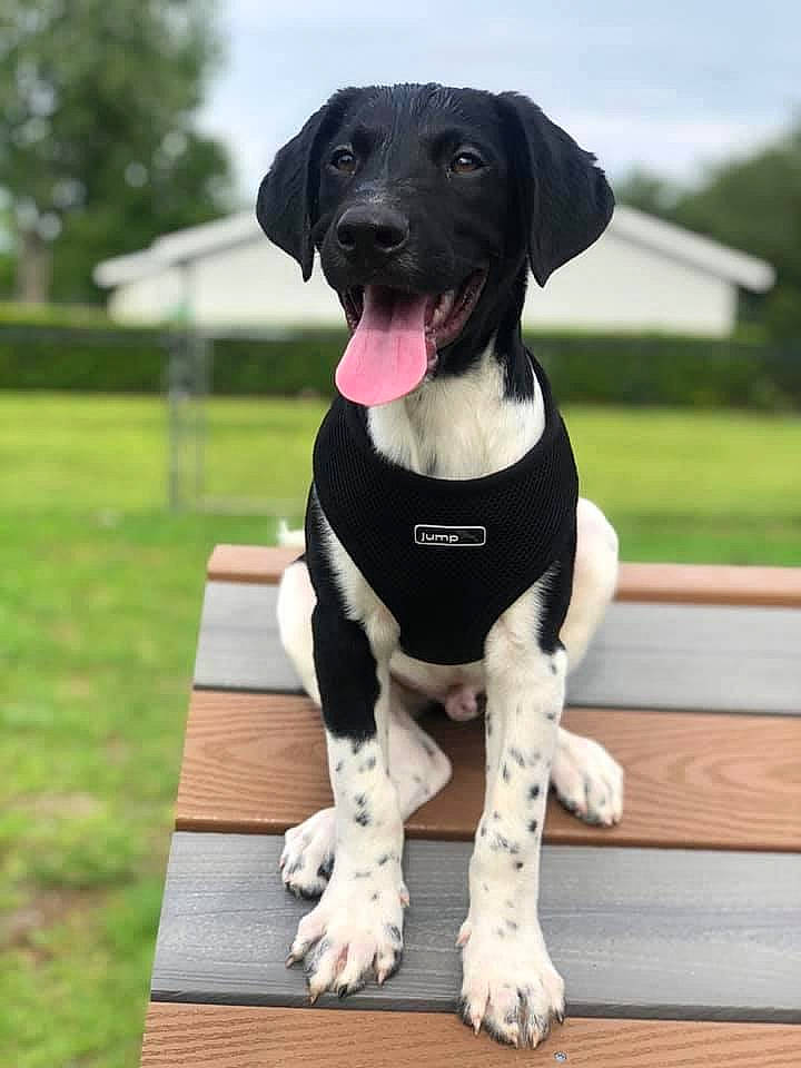 Jude is registered to the contest to win money with this photo: braque_dauvergne, canidae, carnivore, companion_dog, dog, dog_breed, dog_collar, great_dane, hunting_dog, mammal, old_danish_pointer, plant, pointer, pointing_breed, puppy, rare_breed_dog, snout, sporting_group, stabyhoun, vertebrate