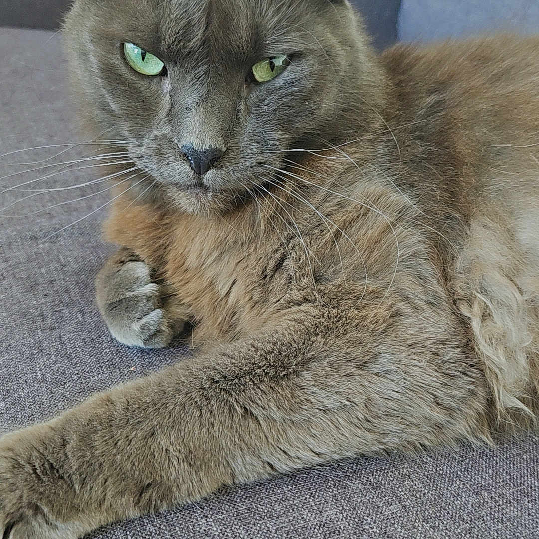 Cakır participe au concours pour gagner de l'argent avec cette photo : animal, cat, closeup, couch, domestic_cat, ears, feline, fur, furniture, gray_cat, green_eyes, household, indoor, laying, paw, pet, portrait, relaxed, resting, whiskers