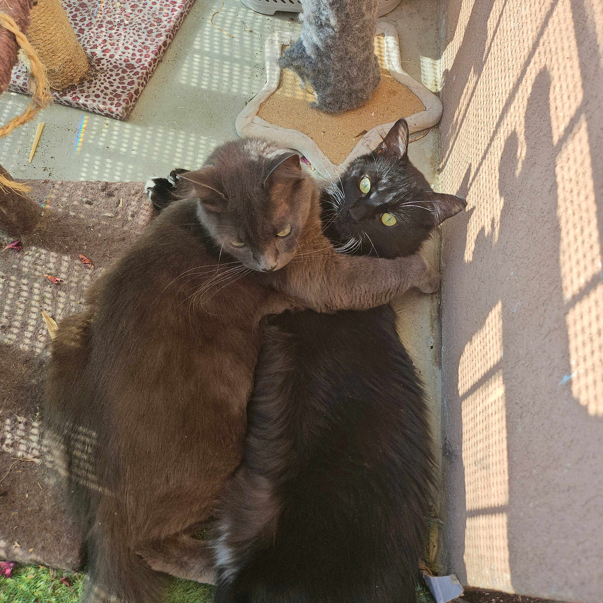 Bozkurt a rejoint le concours — aidez-le/la à gagner de superbes lots ! animal, black_cat, cat, closeup, companions, cozy, cuddle, cute, embrace, feline, floor, fur, gray_cat, hugging, indoor, pet, relaxing, shadow_pattern, sunlight, whiskers