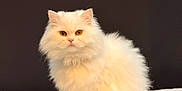Luna participe au concours pour gagner de l'argent avec cette photo : cat, white_cat, fluffy, pet, animal, feline, indoor, sitting, portrait, looking_at_camera, whiskers, ears, tail, bed, blanket, window, wooden_frame, domestic_animal, fur, cute