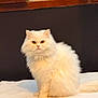 cat, white_cat, fluffy, pet, animal, feline, indoor, sitting, portrait, looking_at_camera, whiskers, ears, tail, bed, blanket, window, wooden_frame, domestic_animal, fur, cute