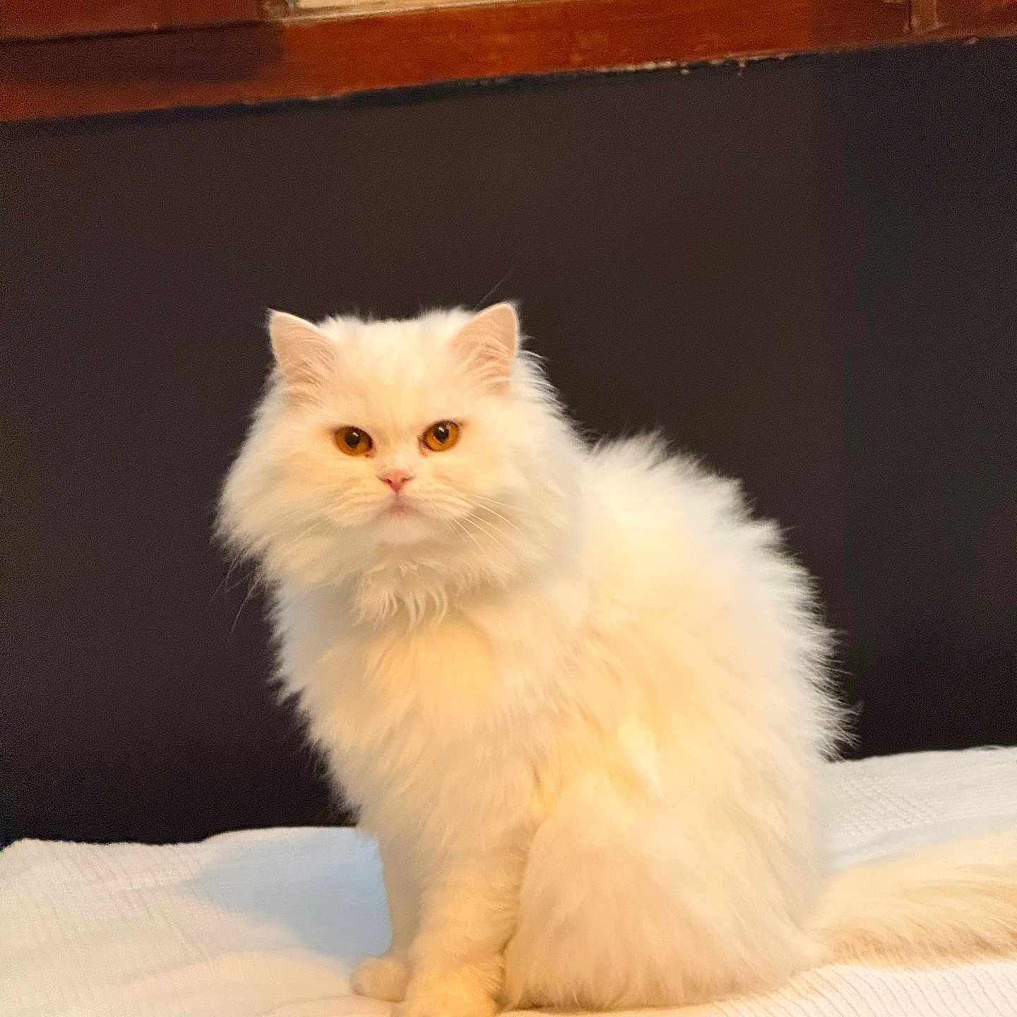 Luna participe au concours pour gagner de l'argent avec cette photo : animal, bed, blanket, cat, cute, domestic_animal, ears, feline, fluffy, fur, indoor, looking_at_camera, pet, portrait, sitting, tail, whiskers, white_cat, window, wooden_frame