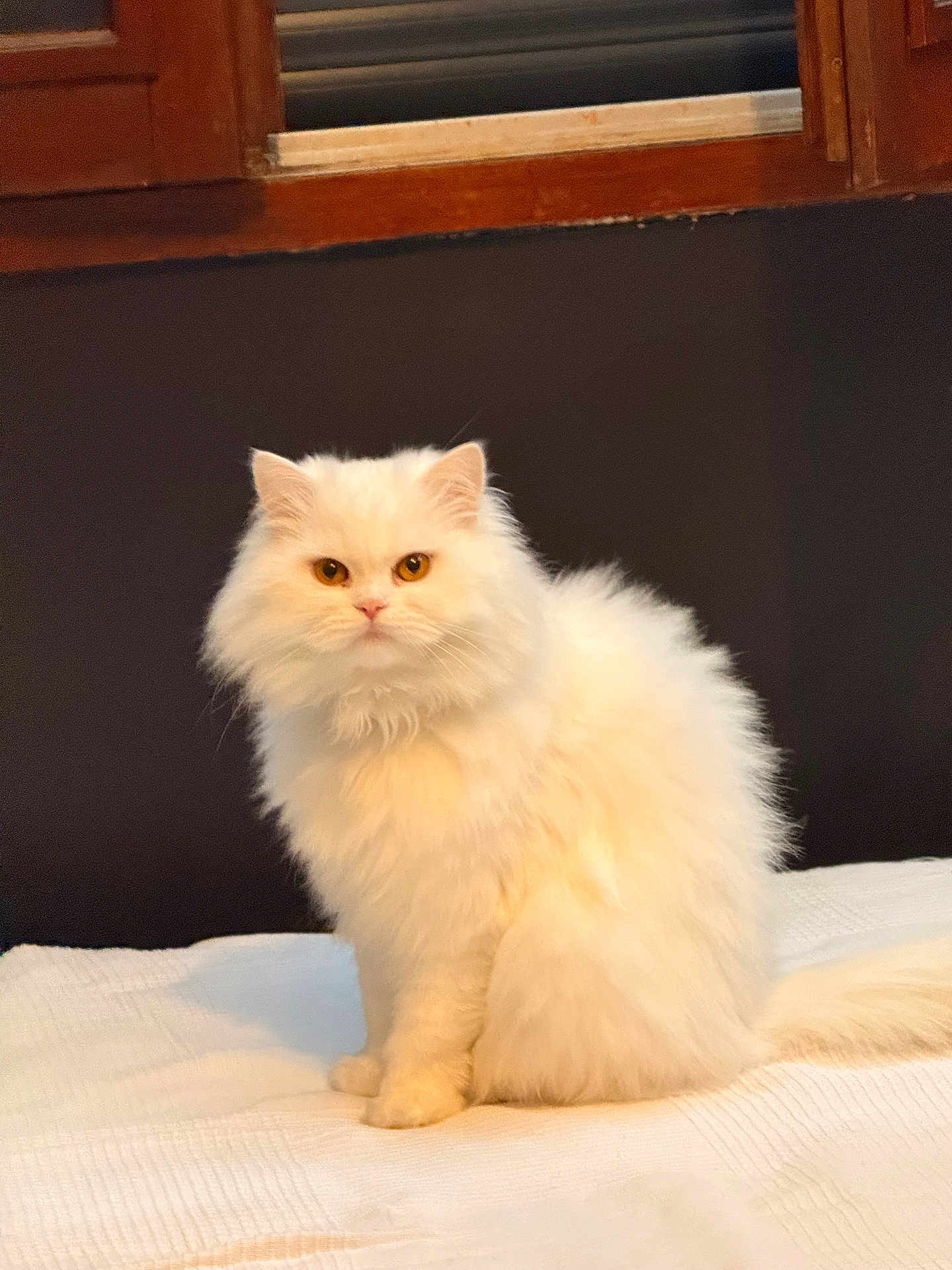 Luna participe au concours pour gagner de l'argent avec cette photo : cat, white_cat, fluffy, pet, animal, feline, indoor, sitting, portrait, looking_at_camera, whiskers, ears, tail, bed, blanket, window, wooden_frame, domestic_animal, fur, cute