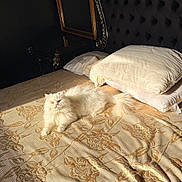 Luna participe au concours pour gagner de l'argent avec cette photo : cat, white_cat, bed, pillow, sunlight, golden_bedspread, luxury, indoor, furniture, mirror, fluffy, relaxing, pet, animal, comfort, elegant, texture, resting, cozy, home