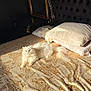 cat, white_cat, bed, pillow, sunlight, golden_bedspread, luxury, indoor, furniture, mirror, fluffy, relaxing, pet, animal, comfort, elegant, texture, resting, cozy, home