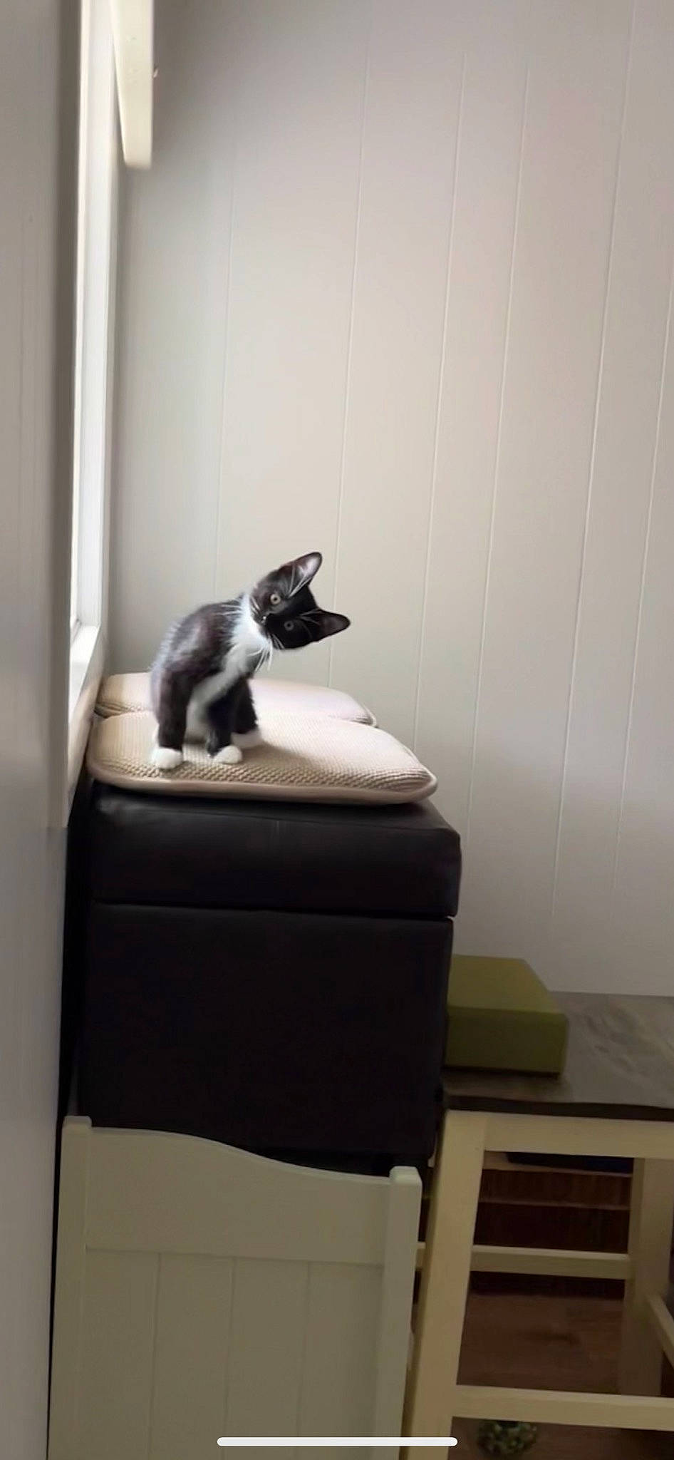 Dwight is registered to the contest to win money with this photo: canidae, carnivore, cat, cat_supply, comfort, domestic_short_haired_cat, felidae, floor, flooring, fur, grey, hardwood, monochrome_photography, pedestal, pet_supply, room, small_to_medium_sized_cats, tail, whiskers, wood