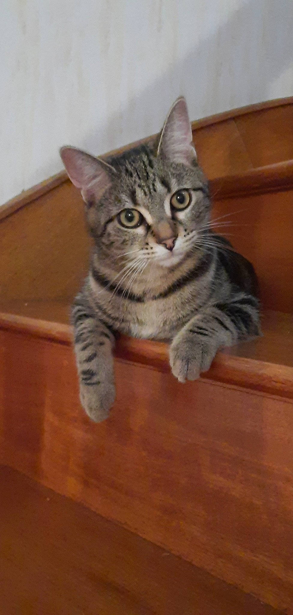 Shanna participe au concours pour gagner de l'argent avec cette photo : carnivore, cat, domestic_short_haired_cat, eye, felidae, flooring, foot, fur, hardwood, laminate_flooring, paw, sitting, small_to_medium_sized_cats, snout, tail, terrestrial_animal, varnish, whiskers, wood, wood_flooring