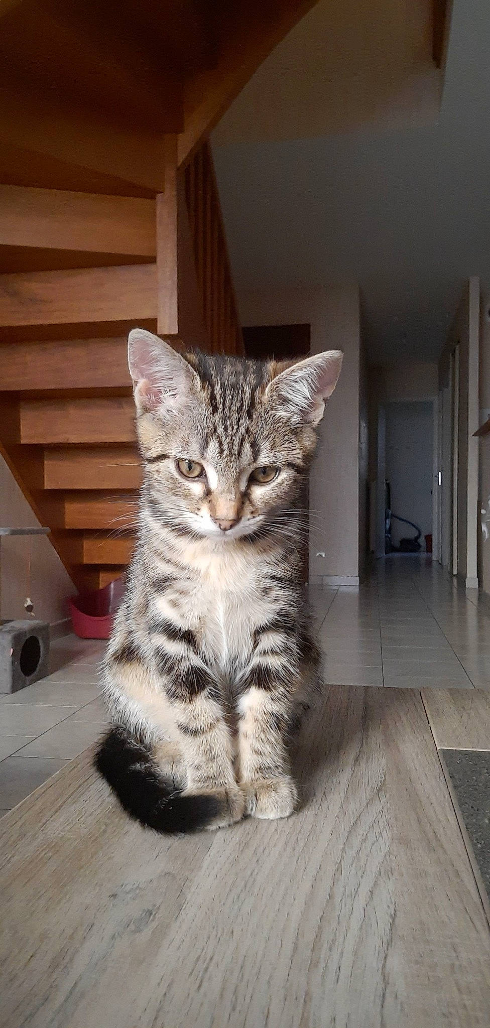 Shanna a rejoint le concours — aidez-le/la à gagner de superbes lots ! carnivore, cat, claw, domestic_short_haired_cat, door, felidae, floor, flooring, fur, grey, hardwood, paw, sitting, small_to_medium_sized_cats, snout, tail, terrestrial_animal, whiskers, wood, wood_flooring