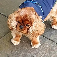 Jules a rejoint le concours — aidez-le/la à gagner de superbes lots ! dog, puppy, cavalier_king_charles_spaniel, fluffy, curly_fur, brown_and_white, navy_clothing, pet, animal, outdoor, pavement, sidewalk, sitting, front_view, long_ears, white_paws, small_dog, companion_animal, portrait, second_dog