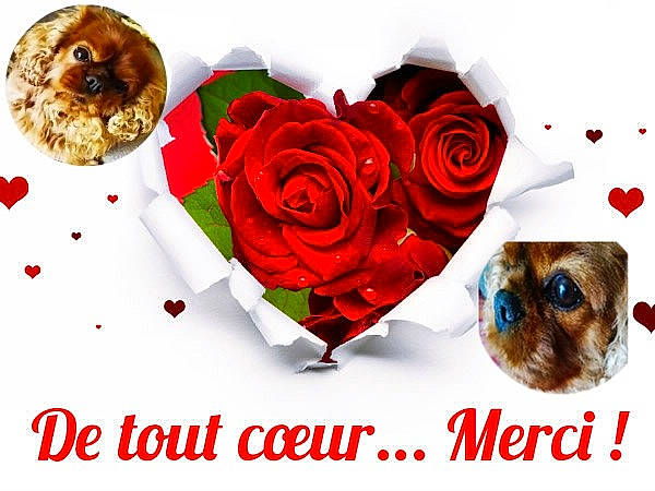 Jules participe au concours pour gagner de l'argent avec cette photo : artificial_flower, baking, comfort_food, companion_dog, dessert, finger_food, flower, font, food, gluten, happy, hybrid_tea_rose, ingredient, petal, plant, recipe, rose, rose_family, rose_order, tableware