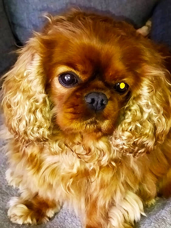 Jules participe au concours pour gagner de l'argent avec cette photo : brown, canidae, carnivore, close_up, companion_dog, dog, dog_breed, eye, fawn, fur, iris, liver, natural_material, primate, snout, spaniel, sporting_group, toy_dog, water_dog, working_animal