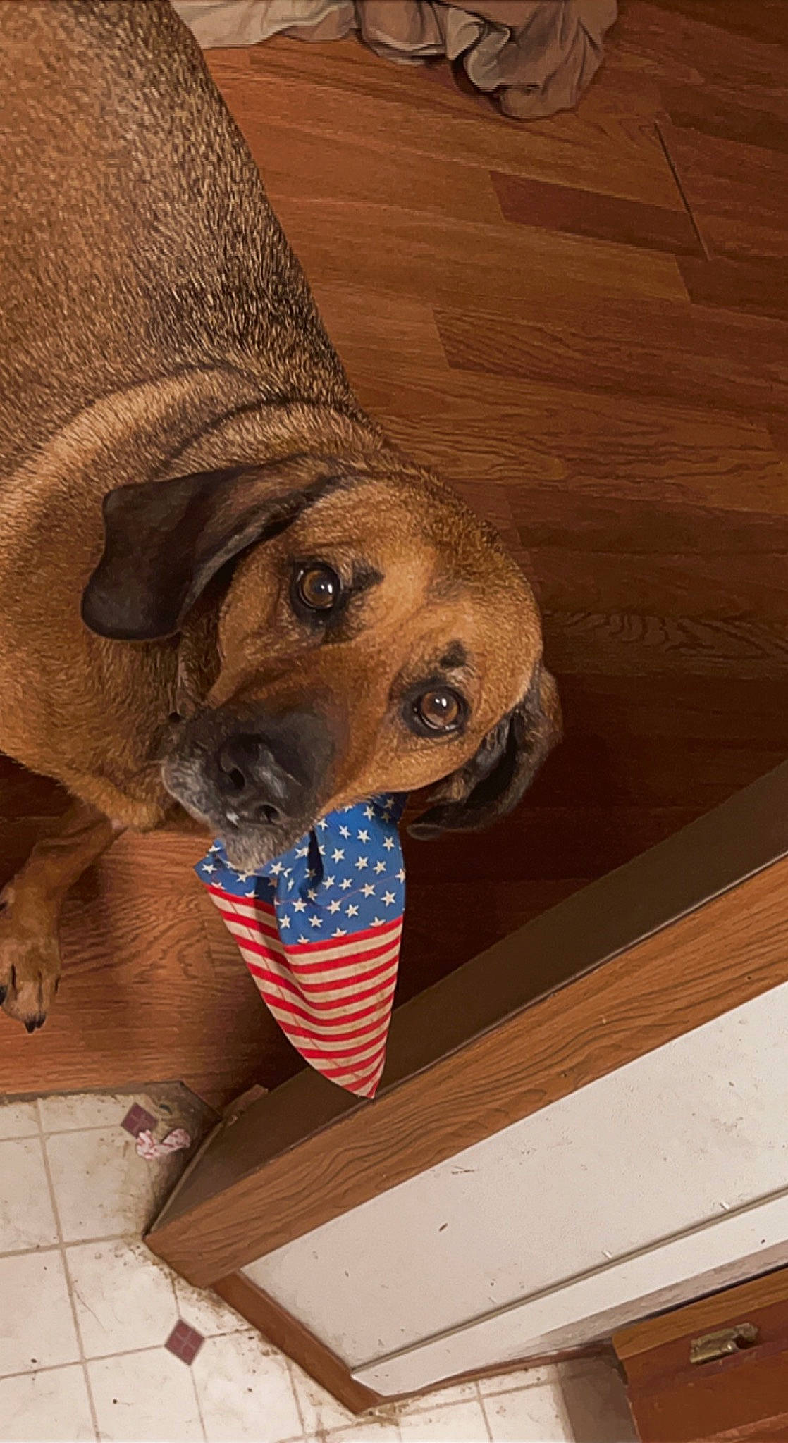 Trapper is registered to the contest to win money with this photo: carnivore, companion_dog, dog, dog_breed, fawn, flag_of_the_united_states, flooring, hardwood, hat, mammal, pet_supply, plank, plywood, snout, sun_hat, terrestrial_animal, whiskers, wood, wood_stain, working_animal