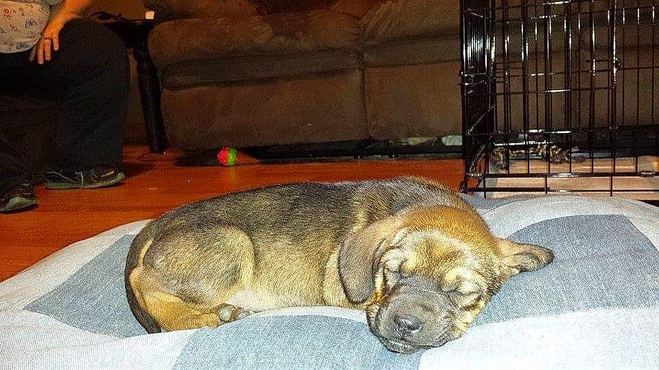 Trapper joined the competition — help win amazing prizes! canidae, carnivore, comfort, companion_dog, dog, dog_breed, fawn, flooring, fur, nap, non_sporting_group, puppy, sleep, snout, sporting_group, tail, terrestrial_animal, treeing_tennessee_brindle, working_animal, wrinkle