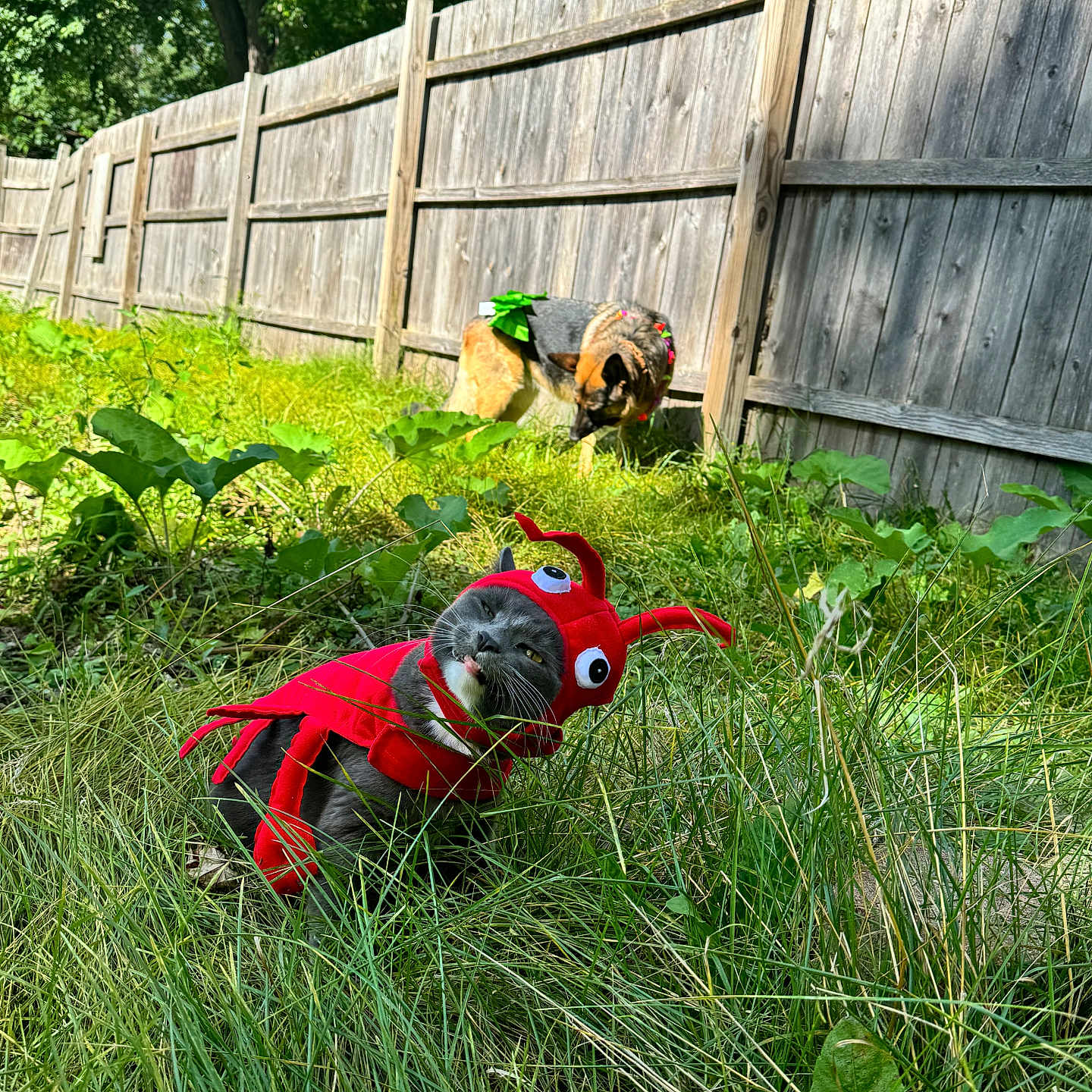 Yuki joined the competition — help win amazing prizes! animal, backyard, bird, canine, chicken, dog, fence, fowl, grass, green, indoors, interiordesign, nature, outdoors, pet, plant, poultry, tree, vegetation, yard