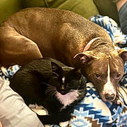 Barbie is registered to the contest to win money with this photo: dog, cat, brown_dog, black_cat, white_markings, collar, blanket, patterned_blanket, indoor, pet, snuggling, resting, cozy, fur, animal, companion, cute, relaxed, sleepy, friendship