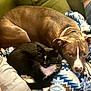 dog, cat, brown_dog, black_cat, white_markings, collar, blanket, patterned_blanket, indoor, pet, snuggling, resting, cozy, fur, animal, companion, cute, relaxed, sleepy, friendship