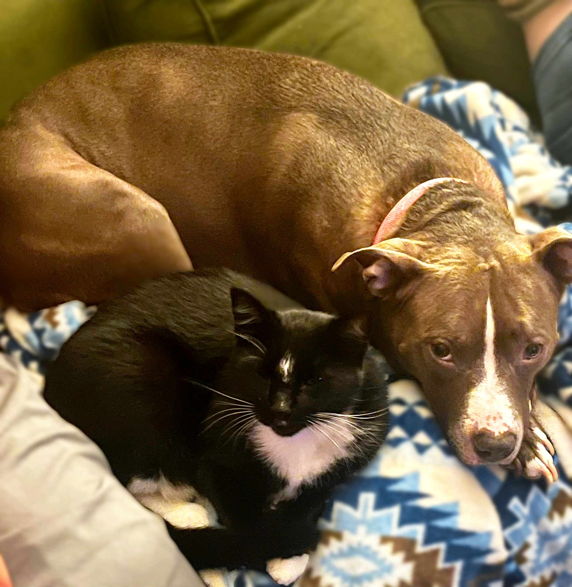Barbie is registered to the contest to win money with this photo: dog, cat, brown_dog, black_cat, white_markings, collar, blanket, patterned_blanket, indoor, pet, snuggling, resting, cozy, fur, animal, companion, cute, relaxed, sleepy, friendship