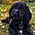 Titou
