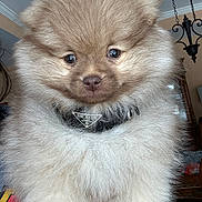 Tofu is registered to the contest to win money with this photo: dog, puppy, pomeranian, fluffy_fur, fur, pet, animal, close_up, collar, prada_logo, indoor, chandelier, portrait, cute, adorable, brown_eyes, small_breed, fluffy_puppy, nose, whiskers