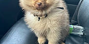 Tofu joined the competition — help win amazing prizes! dog, puppy, pomeranian, fluffy_fur, brown_fur, cute, small_dog, portrait, car_interior, car_seat, leather_seat, collar, dog_tag, brown_eyes, sitting, toy_bone, water_bottle, passenger_seat, fuzzy, pet