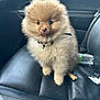 dog, puppy, pomeranian, fluffy_fur, brown_fur, cute, small_dog, portrait, car_interior, car_seat, leather_seat, collar, dog_tag, brown_eyes, sitting, toy_bone, water_bottle, passenger_seat, fuzzy, pet