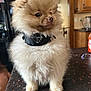 dog, pomeranian, puppy, fluffy, fur, brown_fur, collar, designer_collar, kitchen_countertop, kitchen, refrigerator, wooden_cabinets, indoor, portrait, closeup, small_dog, cute, eyes, nose, standing_on_counter