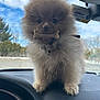 dog, pomeranian, puppy, dashboard, car_interior, bone_biscuit, fluffy, fur, cute, eyes, paws, collar, windshield, sky, clouds, steering_wheel, travel, small_dog, portrait, pet